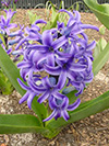 Flowers hyacinth 4.jpg (39432 bytes)