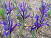 Flowers iris 1.jpg (39508 bytes)