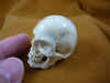 skull-4_1.jpg (149085 bytes)