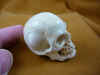 skull-4_3.jpg (145789 bytes)