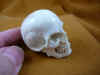 skull-5_1.jpg (145846 bytes)