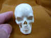 skull-5_2.jpg (149120 bytes)
