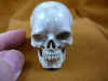 skull-6_2.jpg (139026 bytes)