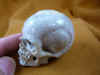 skull-6_3.jpg (151103 bytes)