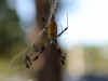 golden orb spider.jpg (37960 bytes)
