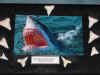 tony-shark-collection-2.jpg (125420 bytes)