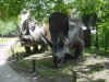 49 Torosaurus.jpg (40549 bytes)