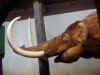 Mammoth 1 Columbia SC museum.jpg (37999 bytes)