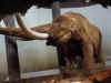 Mammoth 2 Columbia SC museum.jpg (37386 bytes)