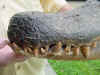 Gator deformed jaw closeup.jpg (37903 bytes)