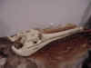 Gharial replica skull.jpg (38837 bytes)