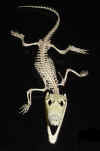 Nile croc skeleton dorsal1.jpg (147481 bytes)
