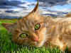 Cat picture EYES.jpg (60990 bytes)