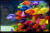 Goldfish.jpg (44289 bytes)