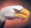 Hand eagle.jpg (44706 bytes)