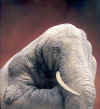 Hand elephant.jpg (58334 bytes)