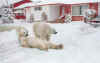 Polar bears, wheres the pepsi.jpg (36124 bytes)