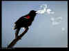 Red winged blackbird.jpg (20174 bytes)