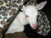 TX albino deer1.jpg (67157 bytes)