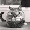animalcatfishbowl.jpg (13500 bytes)