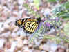 butterflynancy.jpg (91156 bytes)