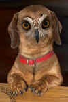 owldog.jpg (15986 bytes)