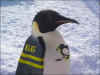 penguinphotoshop.jpg (35836 bytes)