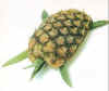 pineapple.jpg (18197 bytes)