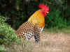 1-rooster-leopard.jpg (62323 bytes)