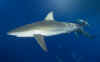 Galapagos-shark.jpg (44505 bytes)
