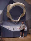 Megalodon jaw Columbia SC museum.jpg (38186 bytes)