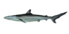 Spinnersharkphoto.png (8228 bytes)