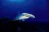 greathammerhead shark photo.jpg (12802 bytes)