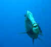 bumphead parrot fish.jpg (7721 bytes)