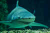 pacific-lemon-shark.jpg (49657 bytes)