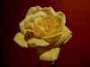 yellow-rose-tina.jpg (122390 bytes)