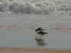 Terns on Daytona Beach.jpg (38333 bytes)