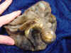 alaska-octopus-labradorite1.jpg (38094 bytes)