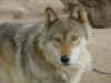 alaska-wolf-brown 3.jpg (37707 bytes)