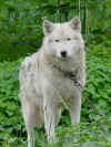 alaska-wolf-white full body.jpg (39893 bytes)