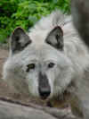 alaska-wolf-white nicked.jpg (36862 bytes)