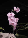 dc orchids 8.jpg (38035 bytes)