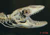White-throated monitor skull lateral5.jpg (66610 bytes)