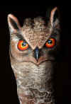 handart-owl.jpg (88433 bytes)